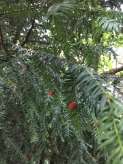 Taxus baccata