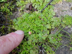 Oxalis zeekoevleyensis