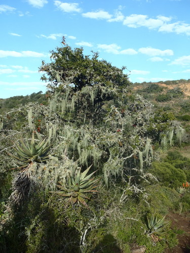 Usnea barbata image