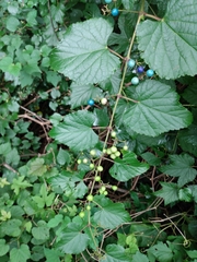 Ampelopsis glandulosa