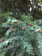 Taxus baccata