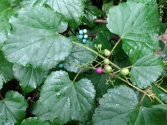 Ampelopsis glandulosa