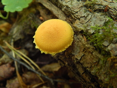 Pleuroflammula tuberculosa