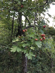 Crataegus monogyna