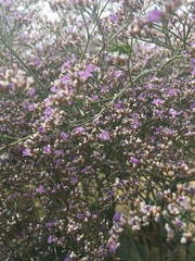 Limonium platyphyllum