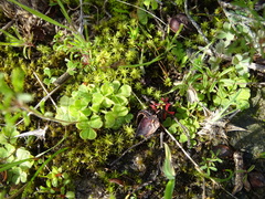 Oxalis zeekoevleyensis