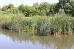 Schoenoplectus lacustris