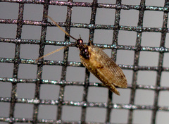 Sympherobius barberi