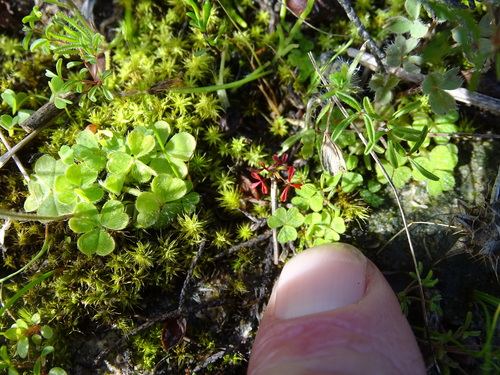 Image of Oxalis zeekoevleyensis by (c) Shaun Swanepoel, some rights reserved (CC BY)