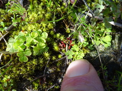 Oxalis zeekoevleyensis