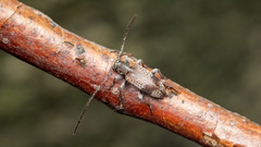 Exocentrus punctipennis