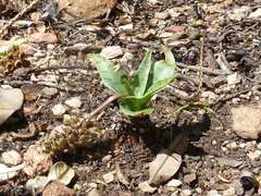 Ledebouria luteola