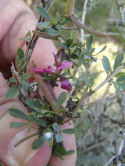 Indigofera nigromontana