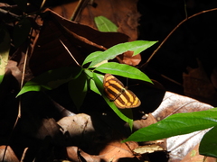 Pantoporia paraka