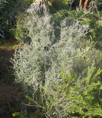 Indigofera nigromontana