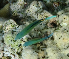 Chromis viridis