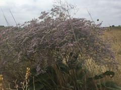 Limonium platyphyllum