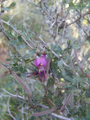 Indigofera nigromontana