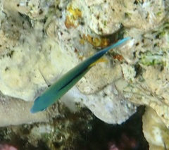 Chromis viridis