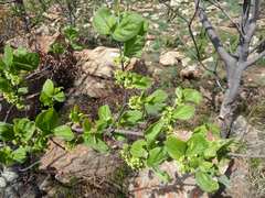 Afrocanthium gilfillanii
