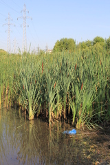 Typha latifolia