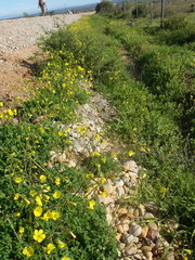 Oxalis pes-caprae pes-caprae