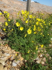 Oxalis pes-caprae pes-caprae