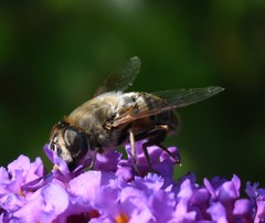 Eristalis tenax