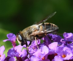 Eristalis tenax