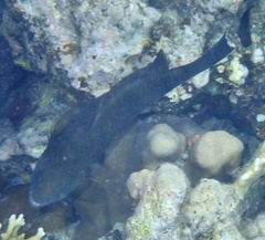 Calotomus viridescens