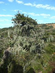 Schotia afra afra