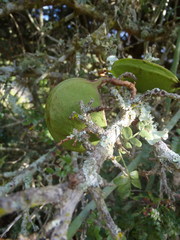 Schotia afra afra