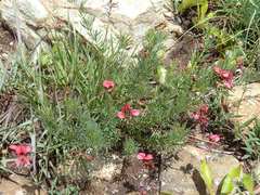 Indigofera hedyantha