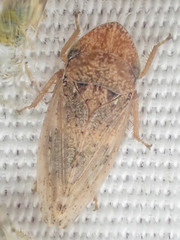 Aphrodinae