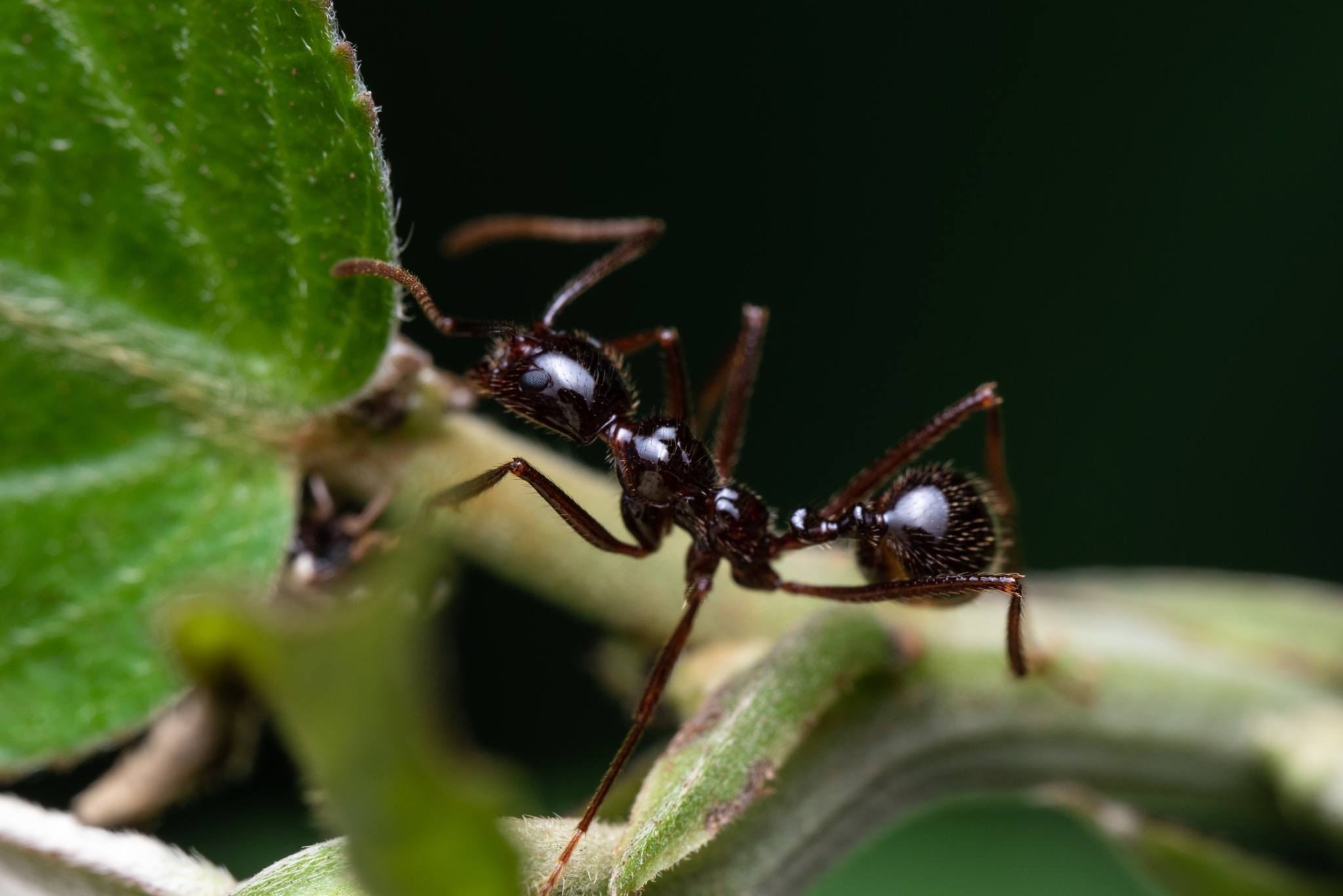 Megalomyrmex staudingeri