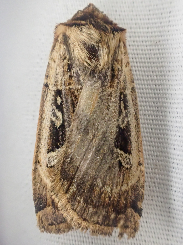Pseudohermonassa flavotincta