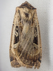 Pseudohermonassa flavotincta