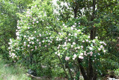 Dais cotinifolia