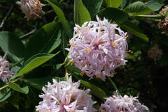 Dais cotinifolia