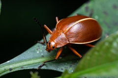 Ellipticus dorbignyi