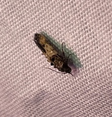 Walshia miscecolorella