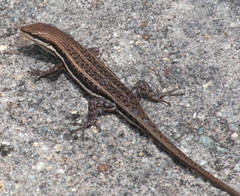 Trachylepis varia