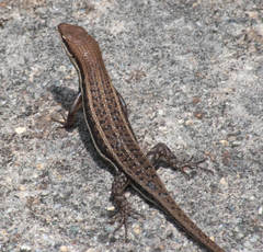 Trachylepis varia