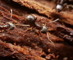 Lasius platythorax