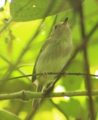Tolmomyias sulphurescens
