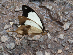 Papilio dardanus cenea