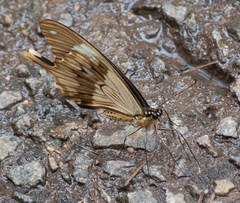 Papilio dardanus cenea