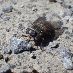 Hybomitra microcephala