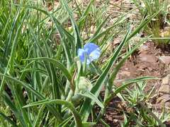 Commelina livingstonii