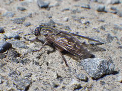 Hybomitra microcephala